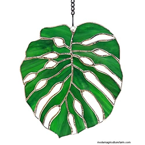 12 prachtige Monstera Suncatchers om je huis op te fleuren 