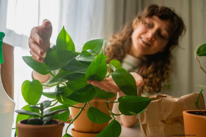 Pothos-verzorging:17 veelvoorkomende fouten en hoe u deze kunt oplossen 