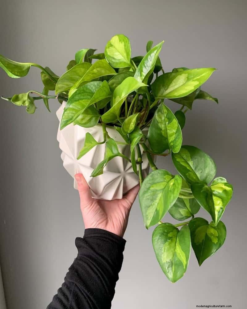Pothos-verzorging:17 veelvoorkomende fouten en hoe u deze kunt oplossen 
