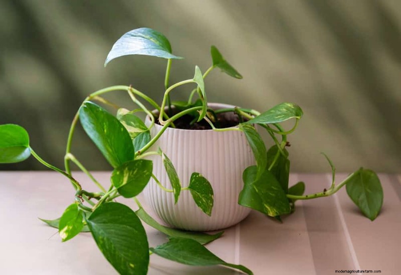 Pothos-verzorging:17 veelvoorkomende fouten en hoe u deze kunt oplossen 