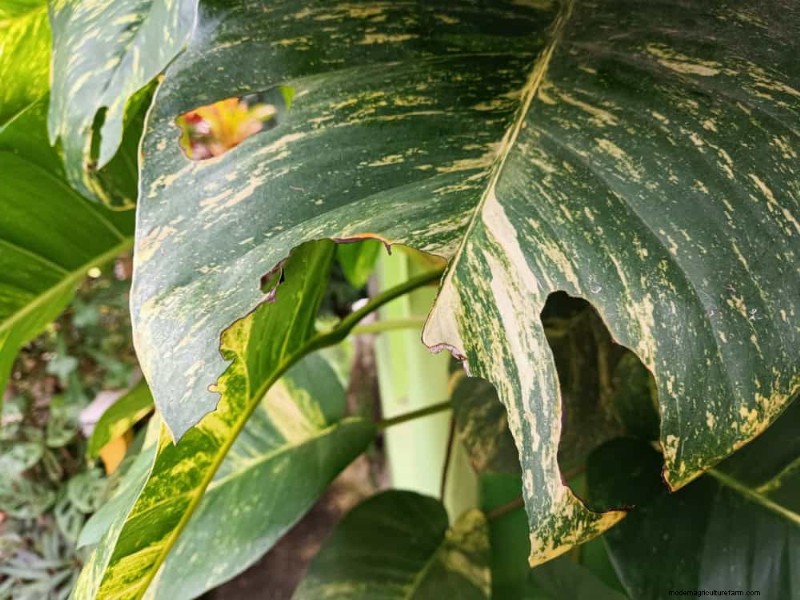 Pothos-verzorging:17 veelvoorkomende fouten en hoe u deze kunt oplossen 