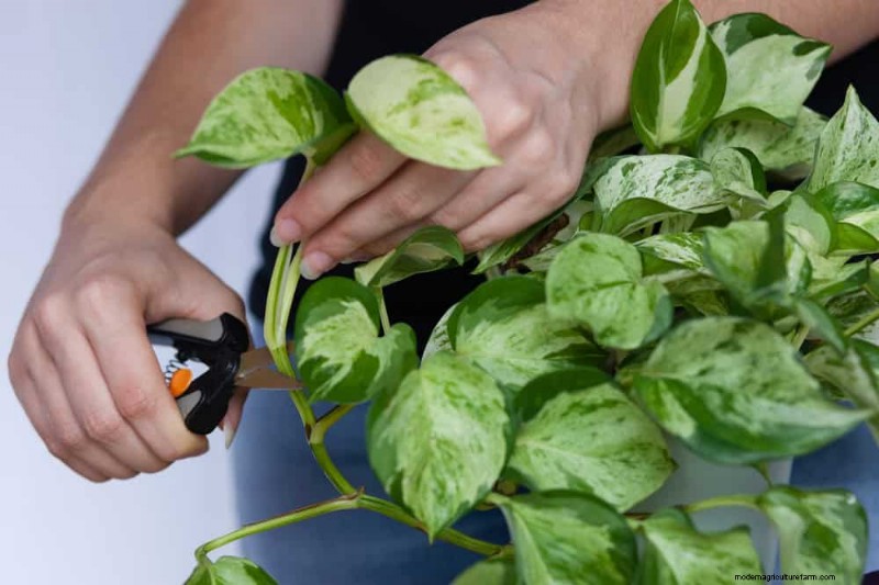Pothos-verzorging:17 veelvoorkomende fouten en hoe u deze kunt oplossen 