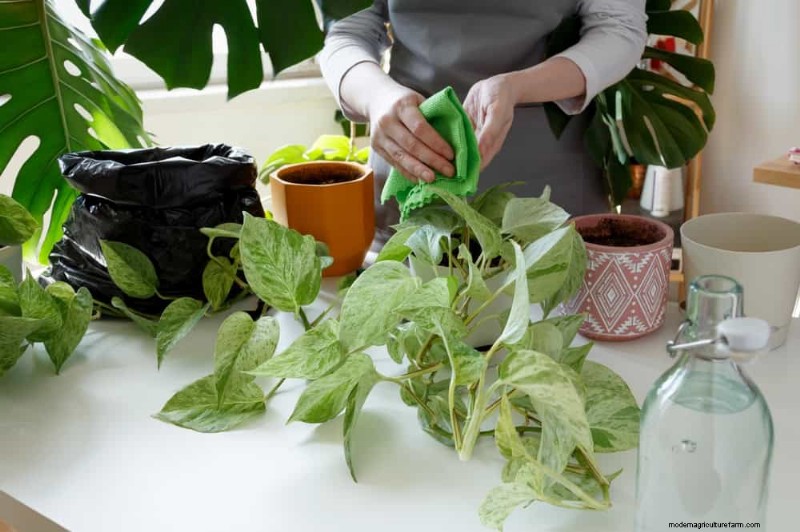 Pothos-verzorging:17 veelvoorkomende fouten en hoe u deze kunt oplossen 