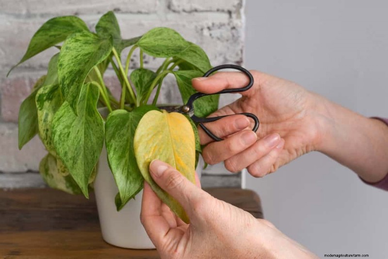 Pothos-verzorging:17 veelvoorkomende fouten en hoe u deze kunt oplossen 