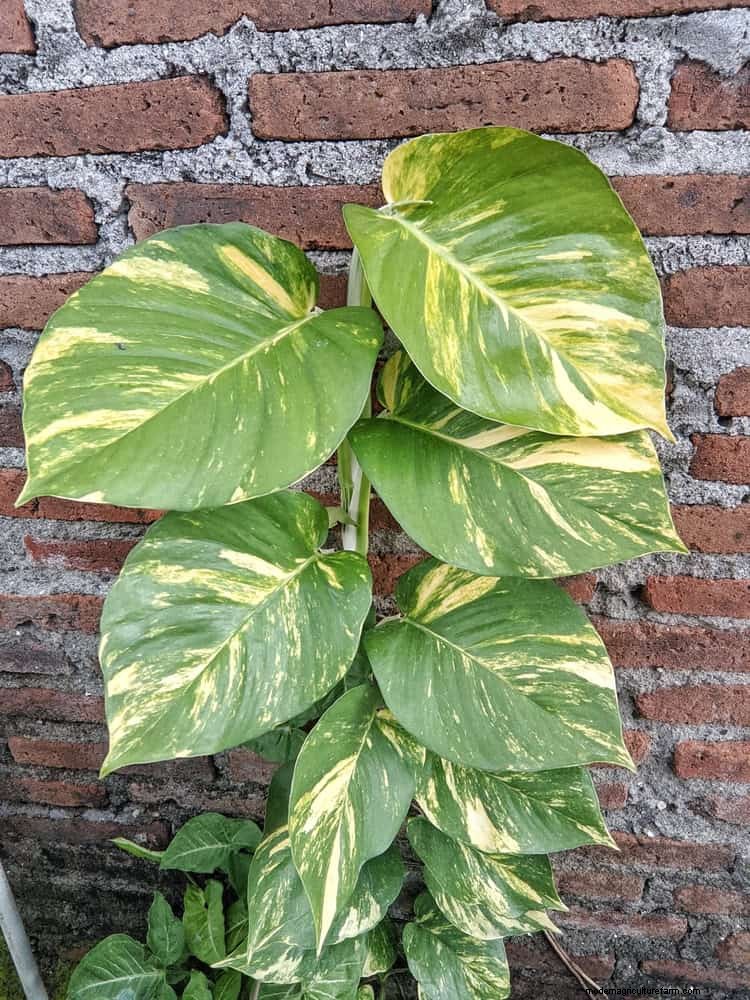 Pothos-verzorging:17 veelvoorkomende fouten en hoe u deze kunt oplossen 