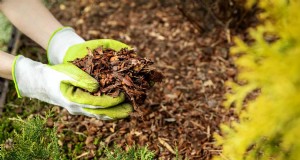 Bedek gewassen versus mulch:een uitgebreide gids voor tuingezondheid 