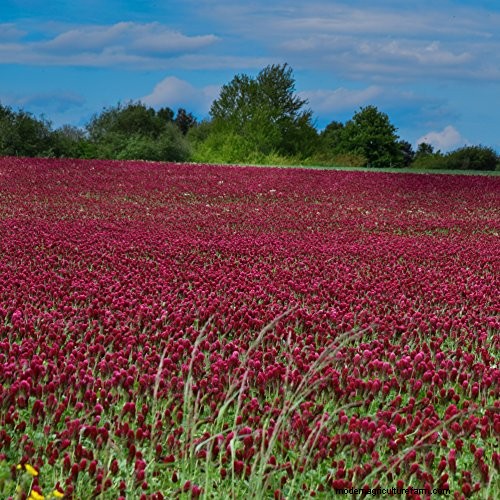 Colture di copertura contro pacciame:una guida completa per la salute del giardino 