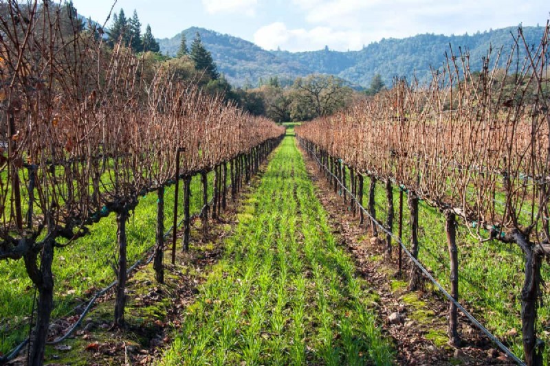 Colture di copertura contro pacciame:una guida completa per la salute del giardino 