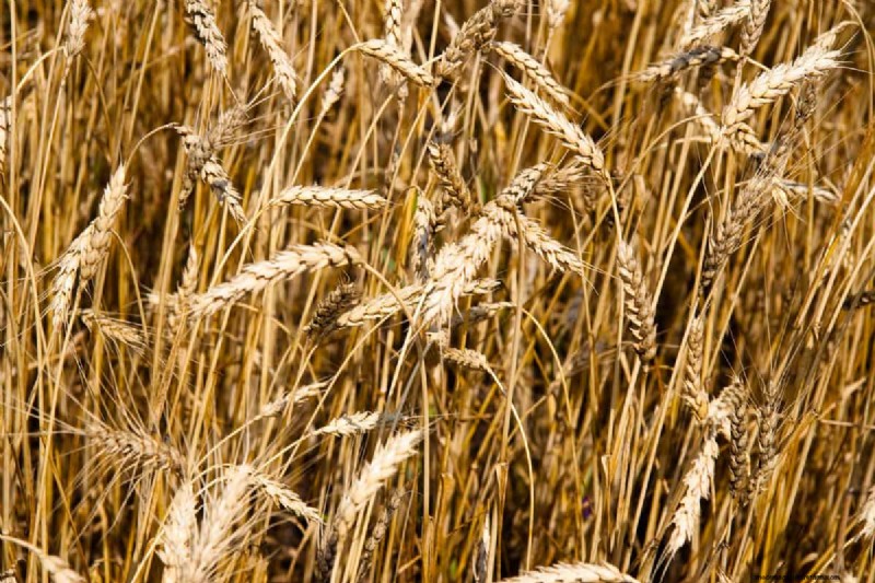 Colture di copertura contro pacciame:una guida completa per la salute del giardino 