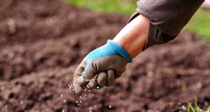 Bewässerung mit Düngemitteln im Winter:Unverzichtbar für die Rasengesundheit 