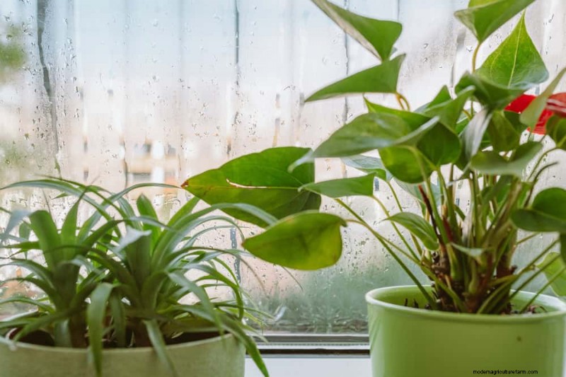 植物を守る:冬によくある管理上の 15 の間違い (およびその修正方法) 