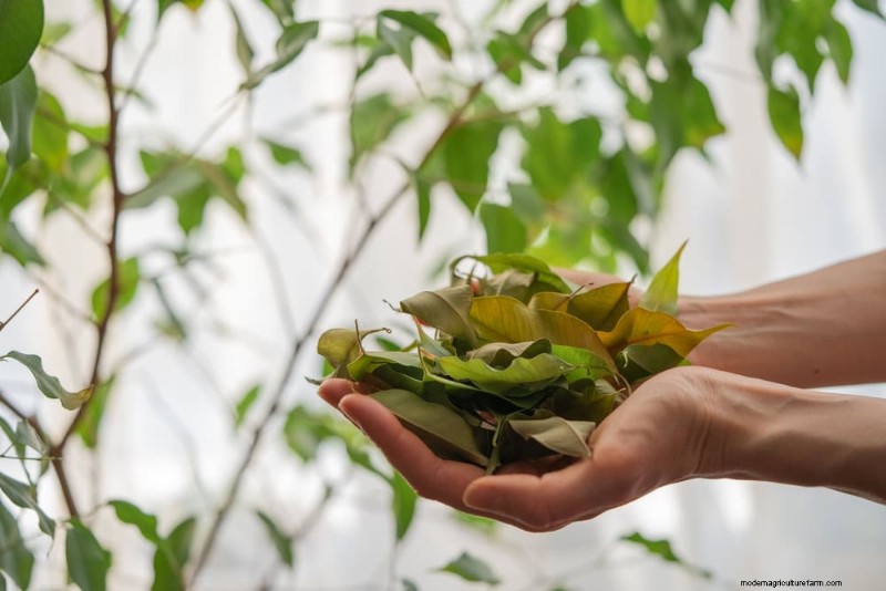 植物を守る:冬によくある管理上の 15 の間違い (およびその修正方法) 