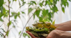 Bescherm uw planten:15 veel voorkomende fouten bij de winterverzorging (en hoe u deze kunt oplossen) 