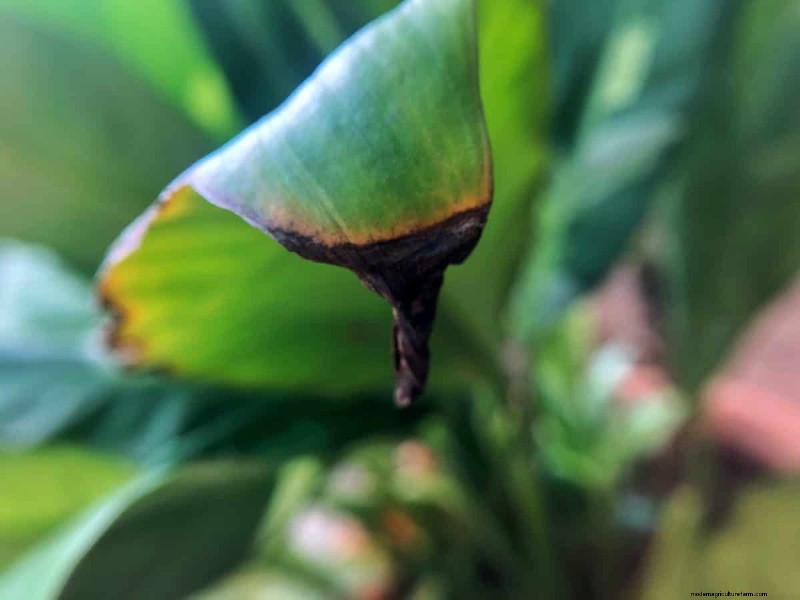 植物を守る:冬によくある管理上の 15 の間違い (およびその修正方法) 