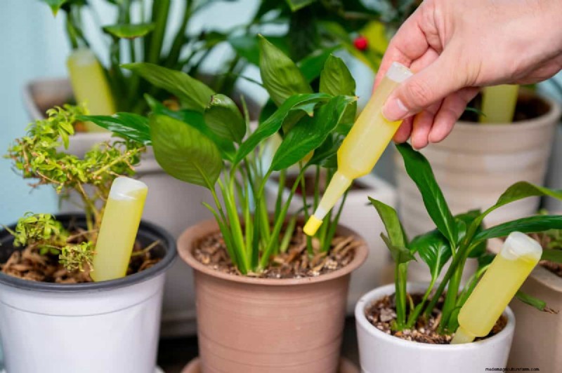 植物を守る:冬によくある管理上の 15 の間違い (およびその修正方法) 