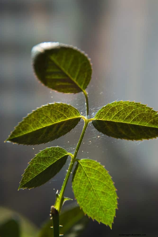 植物を守る:冬によくある管理上の 15 の間違い (およびその修正方法) 