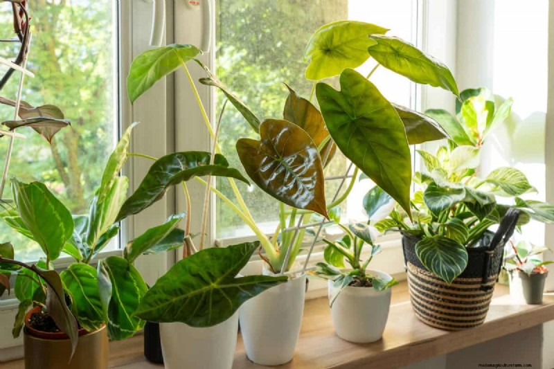 植物を守る:冬によくある管理上の 15 の間違い (およびその修正方法) 