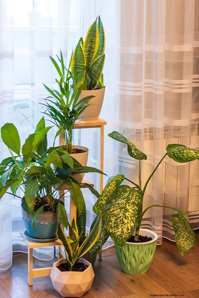 植物を守る:冬によくある管理上の 15 の間違い (およびその修正方法) 