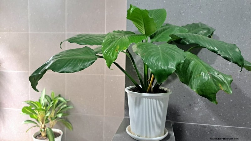 Beste kamerplanten bij weinig licht voor de winter:gedij het hele seizoen 