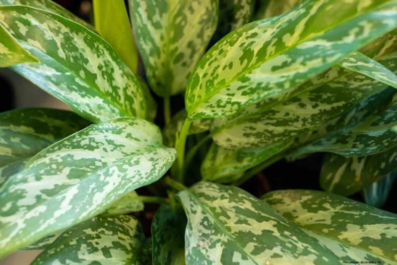 Beste kamerplanten bij weinig licht voor de winter:gedij het hele seizoen 