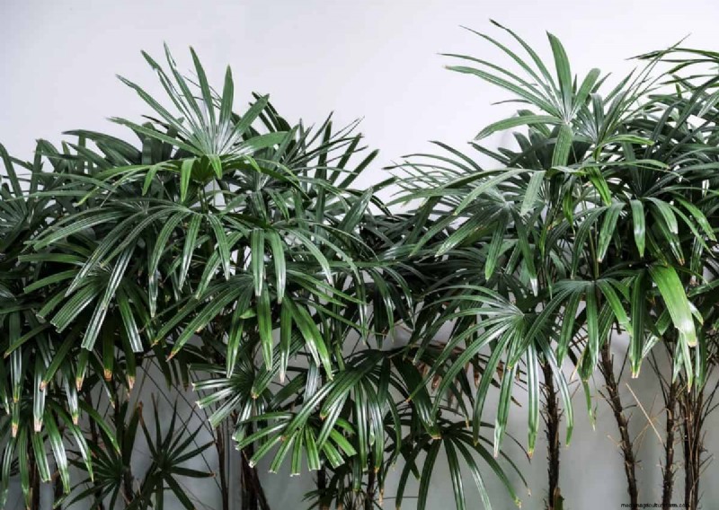 Beste kamerplanten bij weinig licht voor de winter:gedij het hele seizoen 