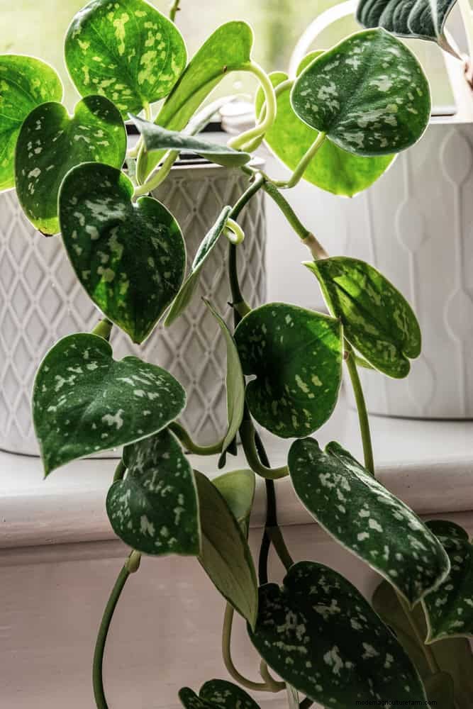 Beste kamerplanten bij weinig licht voor de winter:gedij het hele seizoen 