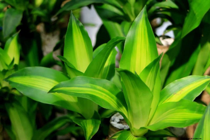 Beste kamerplanten bij weinig licht voor de winter:gedij het hele seizoen 