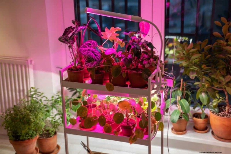 Beste kamerplanten bij weinig licht voor de winter:gedij het hele seizoen 