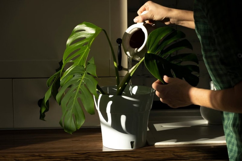 モンステラの手入れ:植物を成長させるための 12 の専門家のヒント 