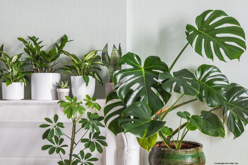 モンステラの手入れ:植物を成長させるための 12 の専門家のヒント 