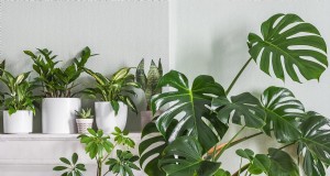 Monstera Care:12 deskundige tips voor bloeiende planten 