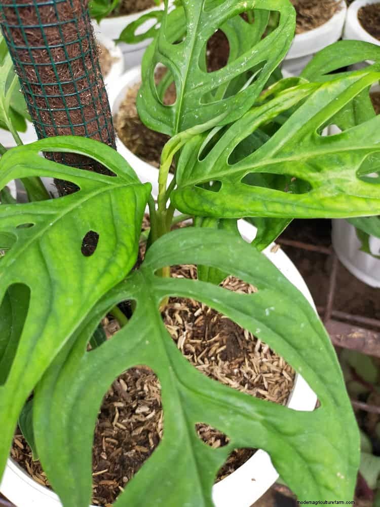 モンステラの手入れ:植物を成長させるための 12 の専門家のヒント 