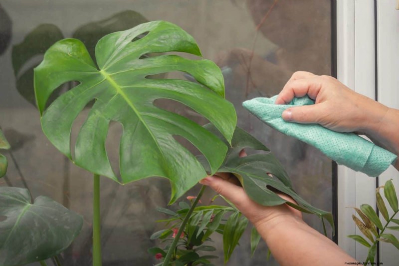 モンステラの手入れ:植物を成長させるための 12 の専門家のヒント 
