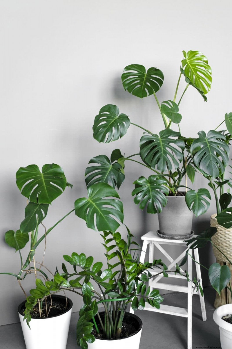 モンステラの手入れ:植物を成長させるための 12 の専門家のヒント 