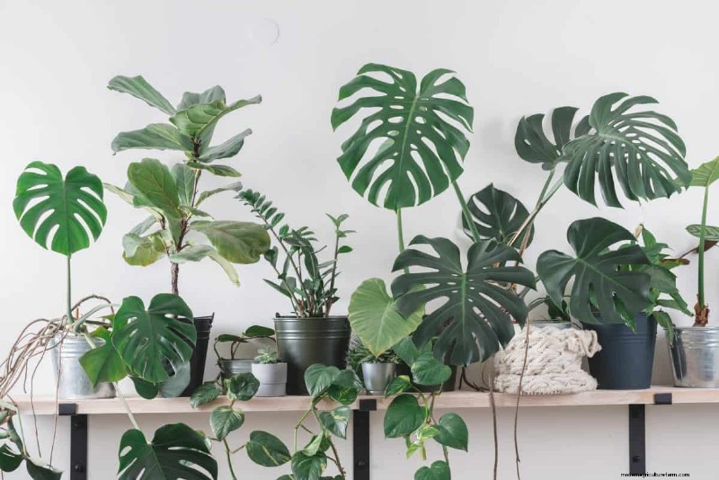 モンステラの手入れ:植物を成長させるための 12 の専門家のヒント 