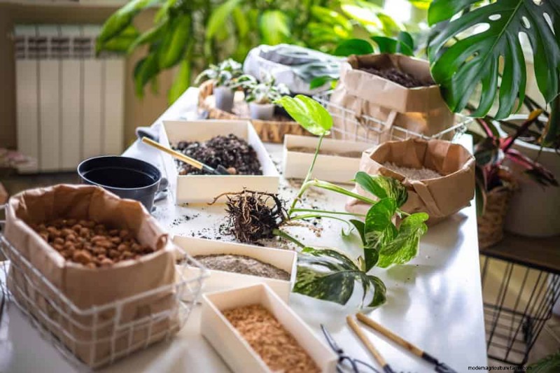 モンステラの手入れ:植物を成長させるための 12 の専門家のヒント 