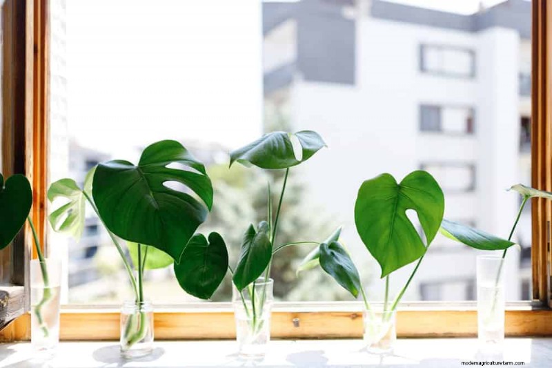 モンステラの手入れ:植物を成長させるための 12 の専門家のヒント 