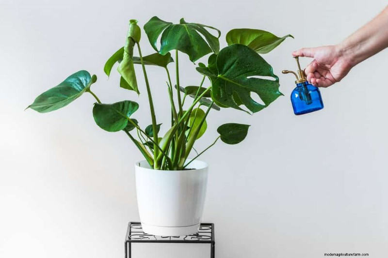 モンステラの手入れ:植物を成長させるための 12 の専門家のヒント 