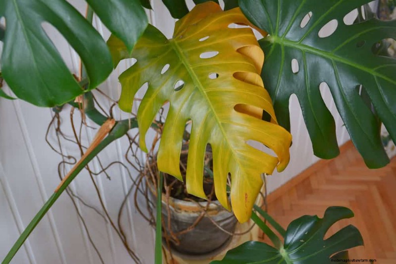 モンステラの手入れ:植物を成長させるための 12 の専門家のヒント 