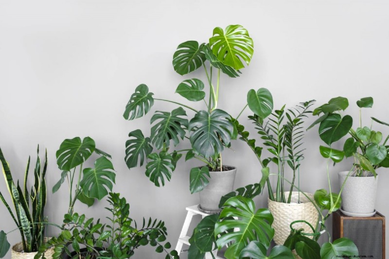 モンステラの手入れ:植物を成長させるための 12 の専門家のヒント 