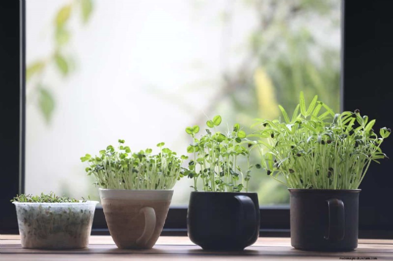 屋内ガーデニング:11 月の 15 の植物タスク 