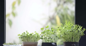 Binnentuinieren:15 planttaken voor november 