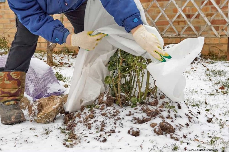 Wintertuinverzorging:deskundige tips om uw planten te beschermen 
