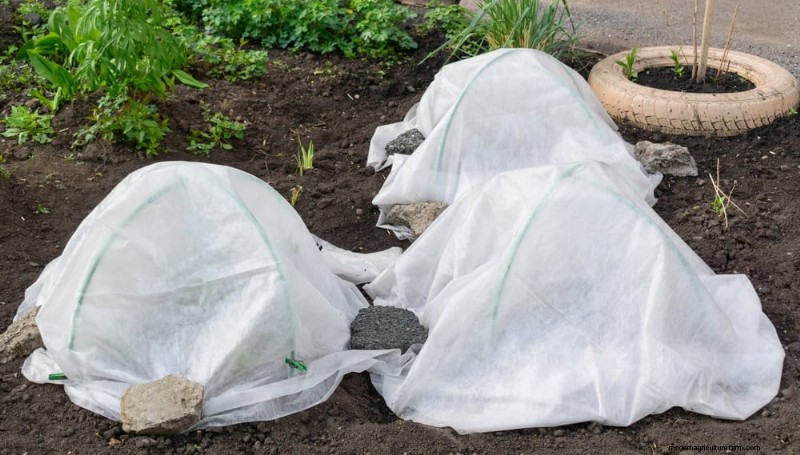 Wintertuinverzorging:deskundige tips om uw planten te beschermen 