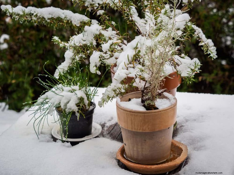Wintertuinverzorging:deskundige tips om uw planten te beschermen 