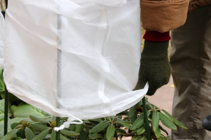 Wintertuinverzorging:deskundige tips om uw planten te beschermen 