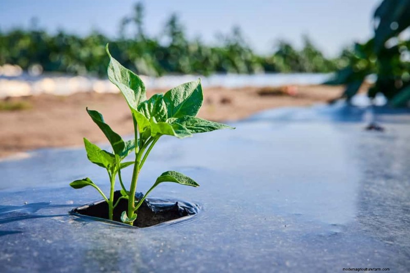 Wintertuinverzorging:deskundige tips om uw planten te beschermen 