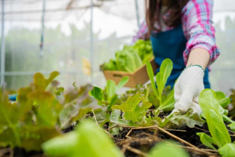 Wintertuinverzorging:deskundige tips om uw planten te beschermen 
