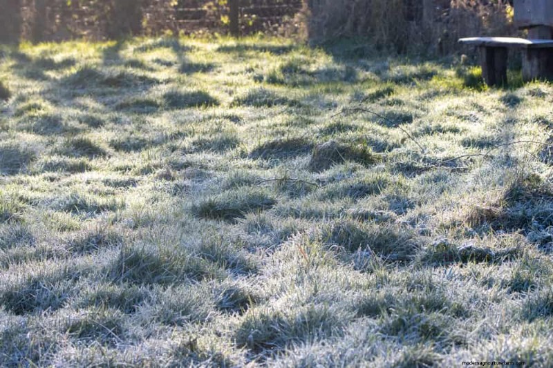 Wintertuinverzorging:deskundige tips om uw planten te beschermen 