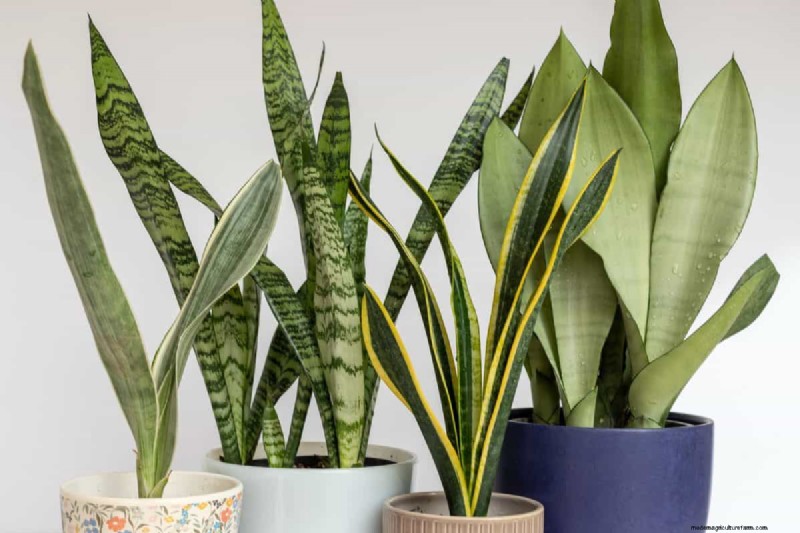 Problemen met slangenplanten:problemen oplossen en oplossingen voor een gezonde groei 